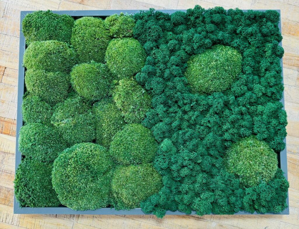 Dieses Bild hat ein leeres Alt-Attribut. Der Dateiname ist Halbekugelmoosbild-1024x783.jpeg